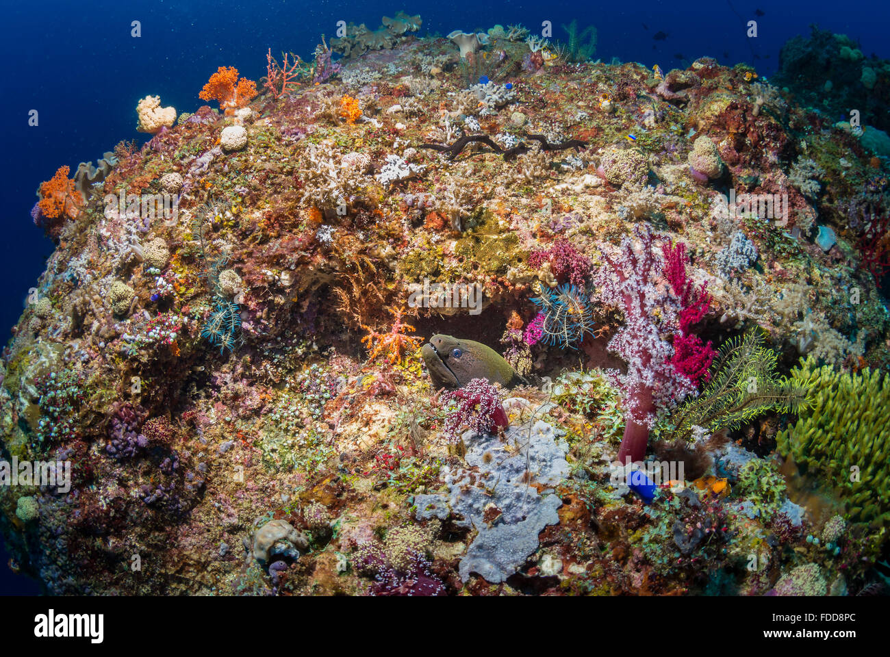 Coral reef Stockfoto