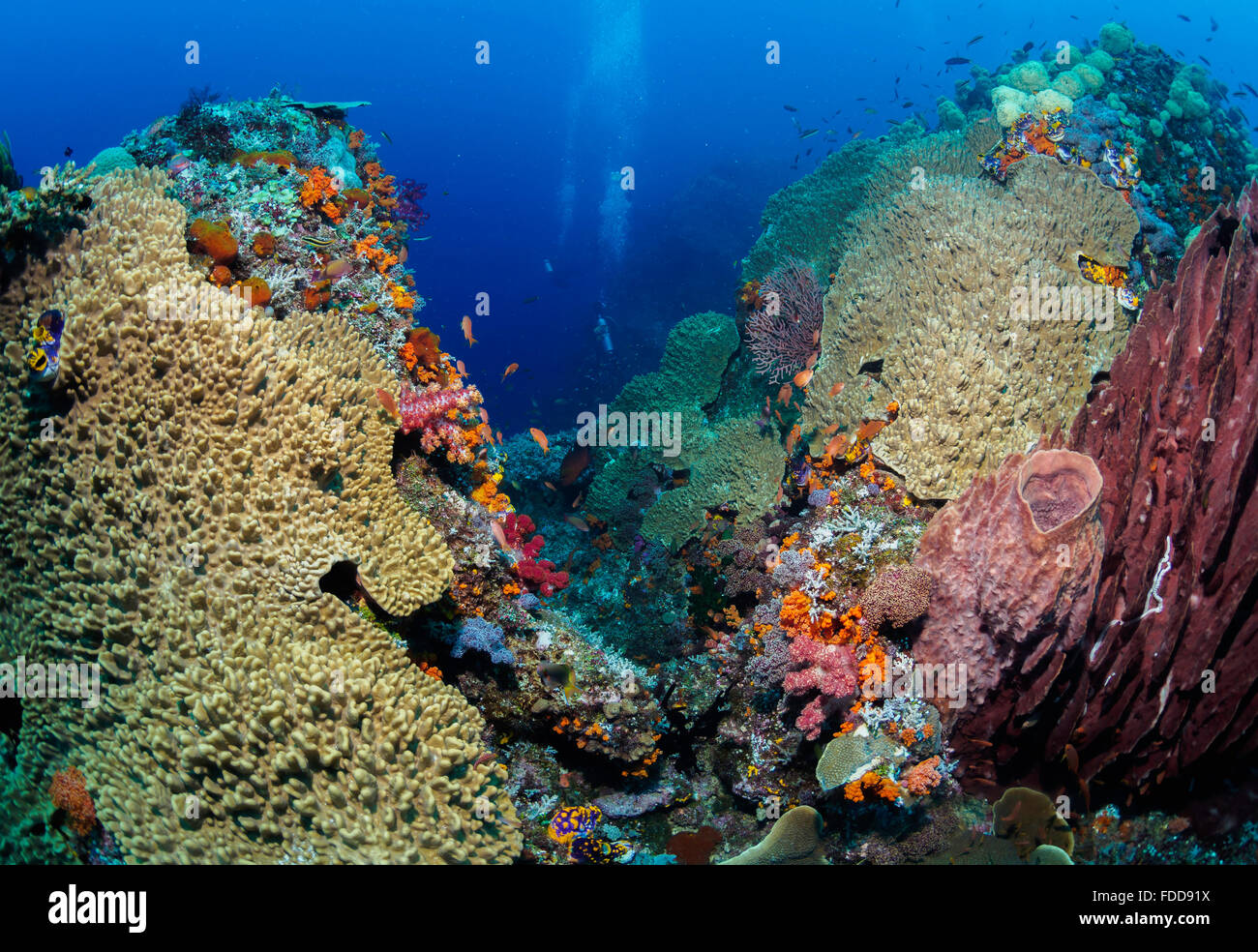 Taucher in der Nähe von einem Korallenriff Stockfoto