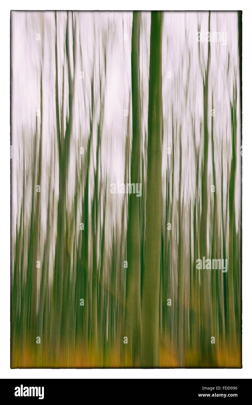 Eine konzeptionelle Foto mit langen Verschlusszeit von Bäumen in einem Wald zeigt grün und orange Blätter Stockfoto