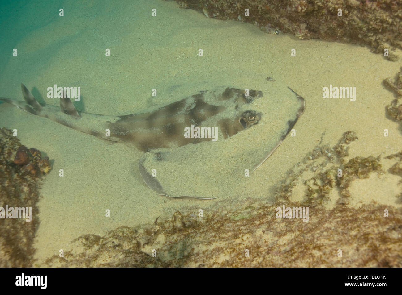 Tropische Fische Gitarre Fisch in Cabo San Lucas, Mexiko-Korallenriff Stockfoto