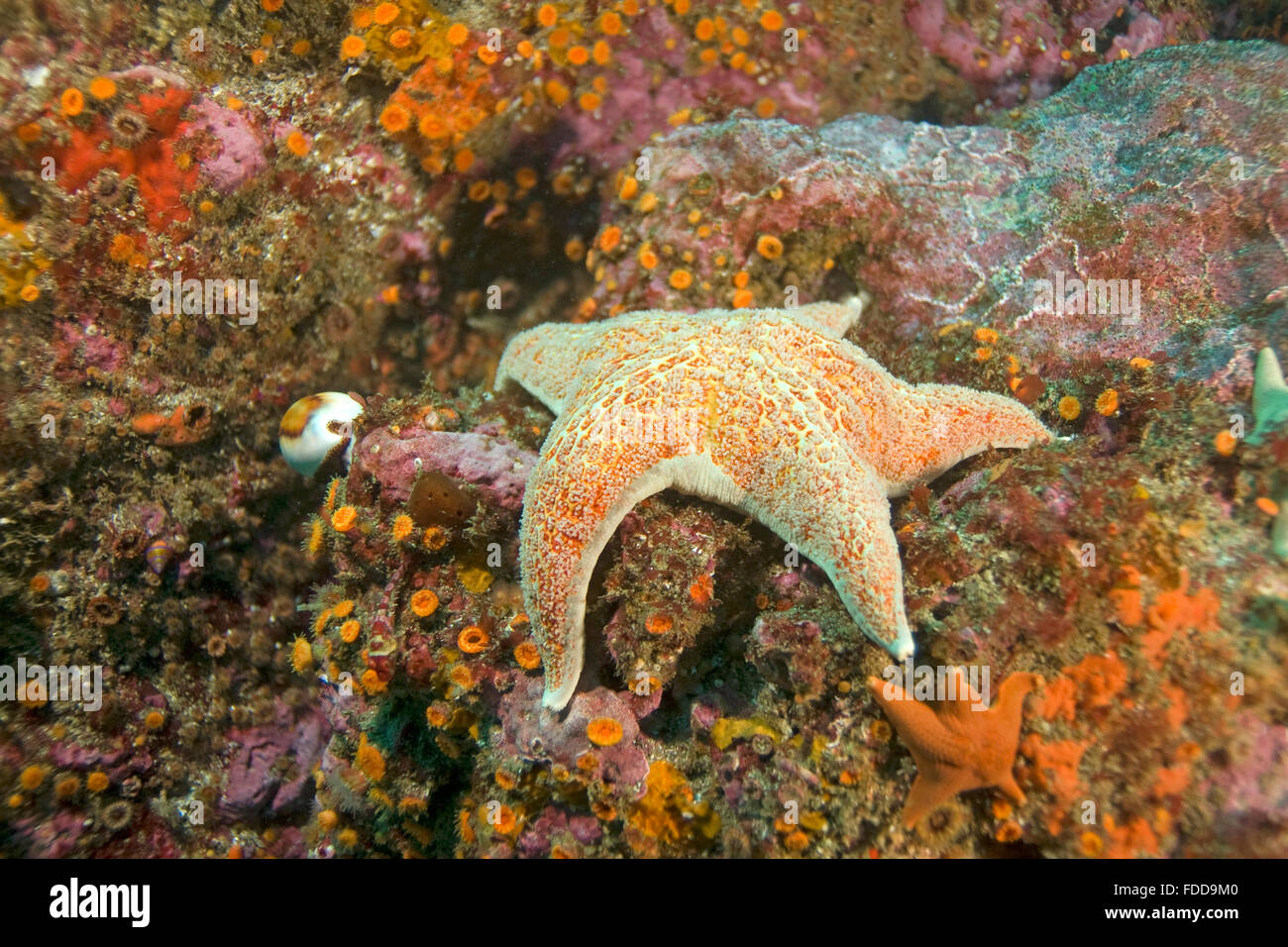 Seesterne und Kauri Muschel am California Unterwasser Riff Stockfoto