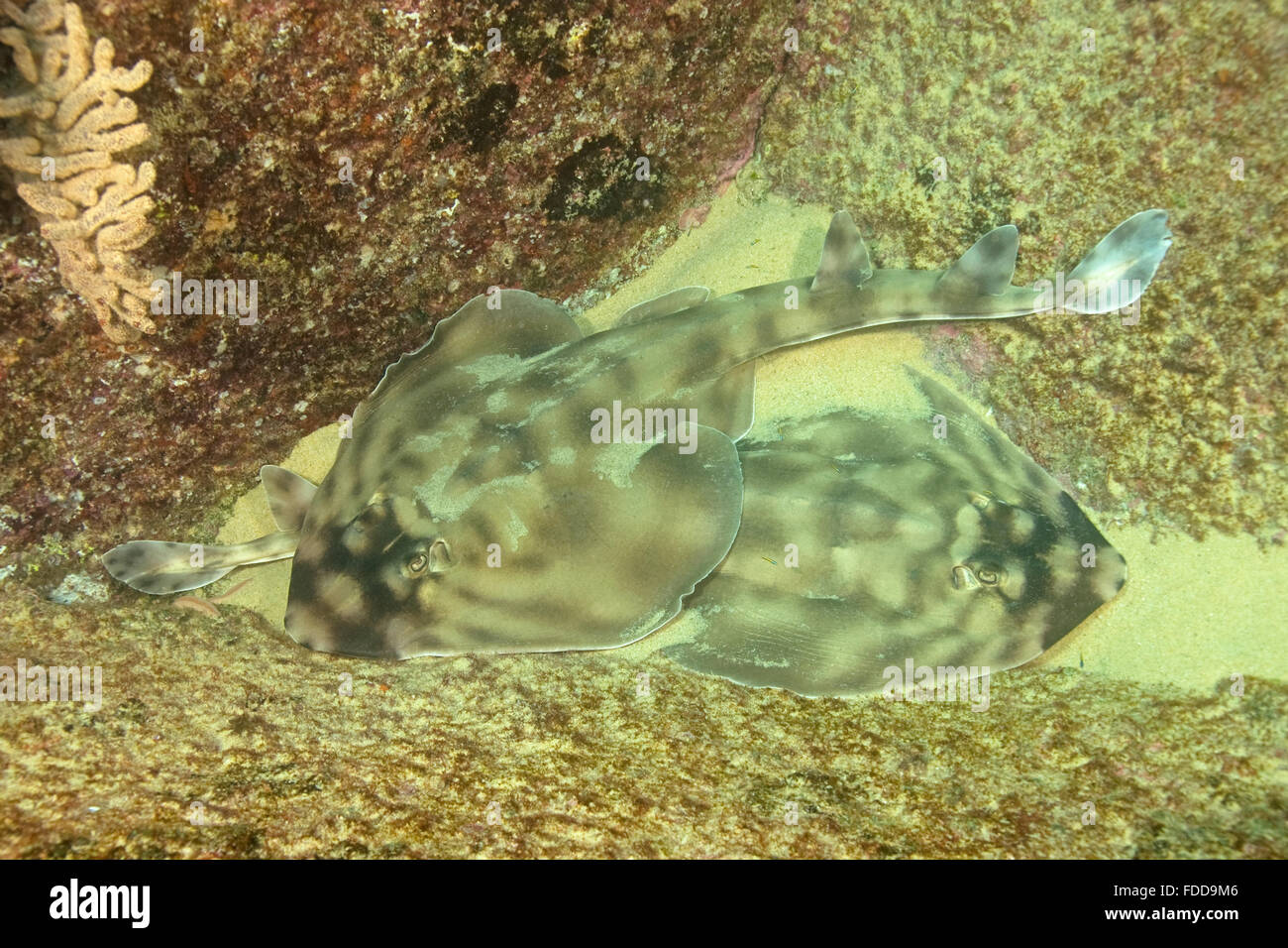 Tropische Fische Gitarre Fische verstecken in Cabo San Lucas, Mexiko Unterwasser Riff Stockfoto