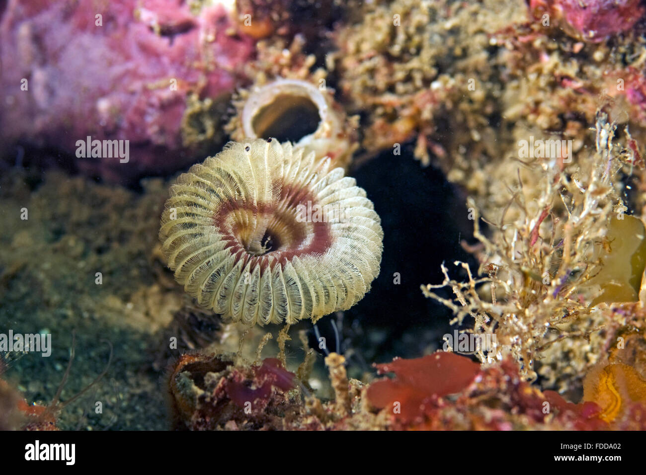 Feder-Wurm in Kalifornien, Unterwasser Riff Stockfoto