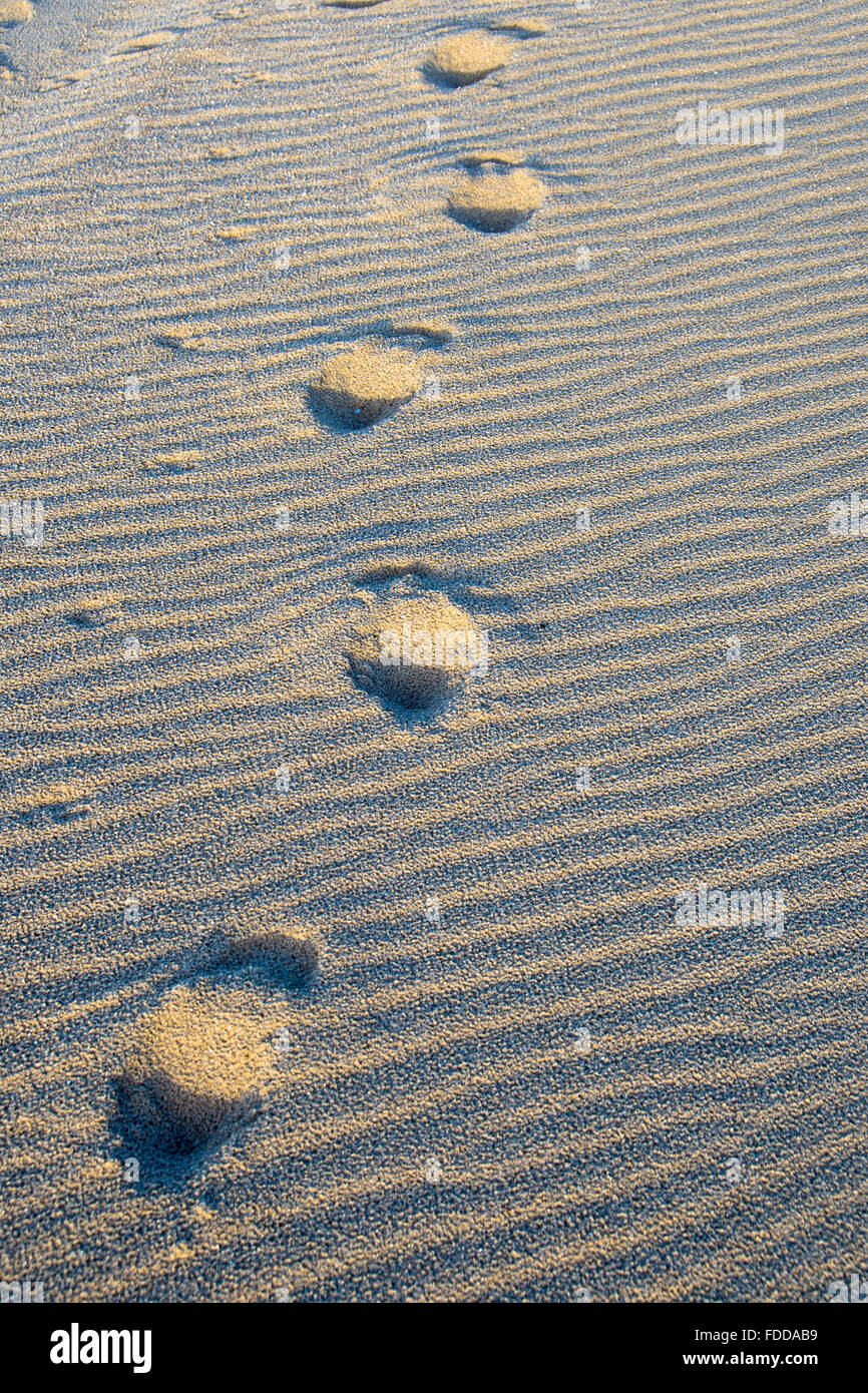 Abdrücke im Sand von Mensch und Hund Stockfoto