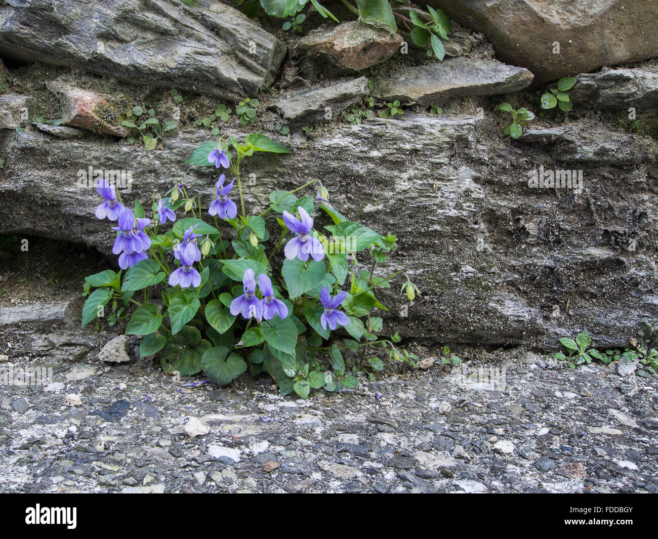 Wild Violet Frühlingsblumen durch alte Mauer. Natur. Aka Holz Hund Veilchen, Stockfoto