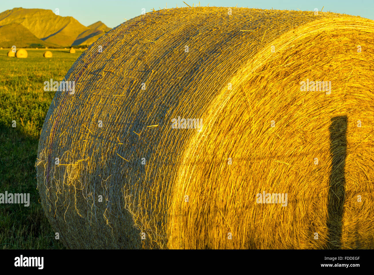 Heu-Kautionen in Alberta Ausläufern Land Stockfoto