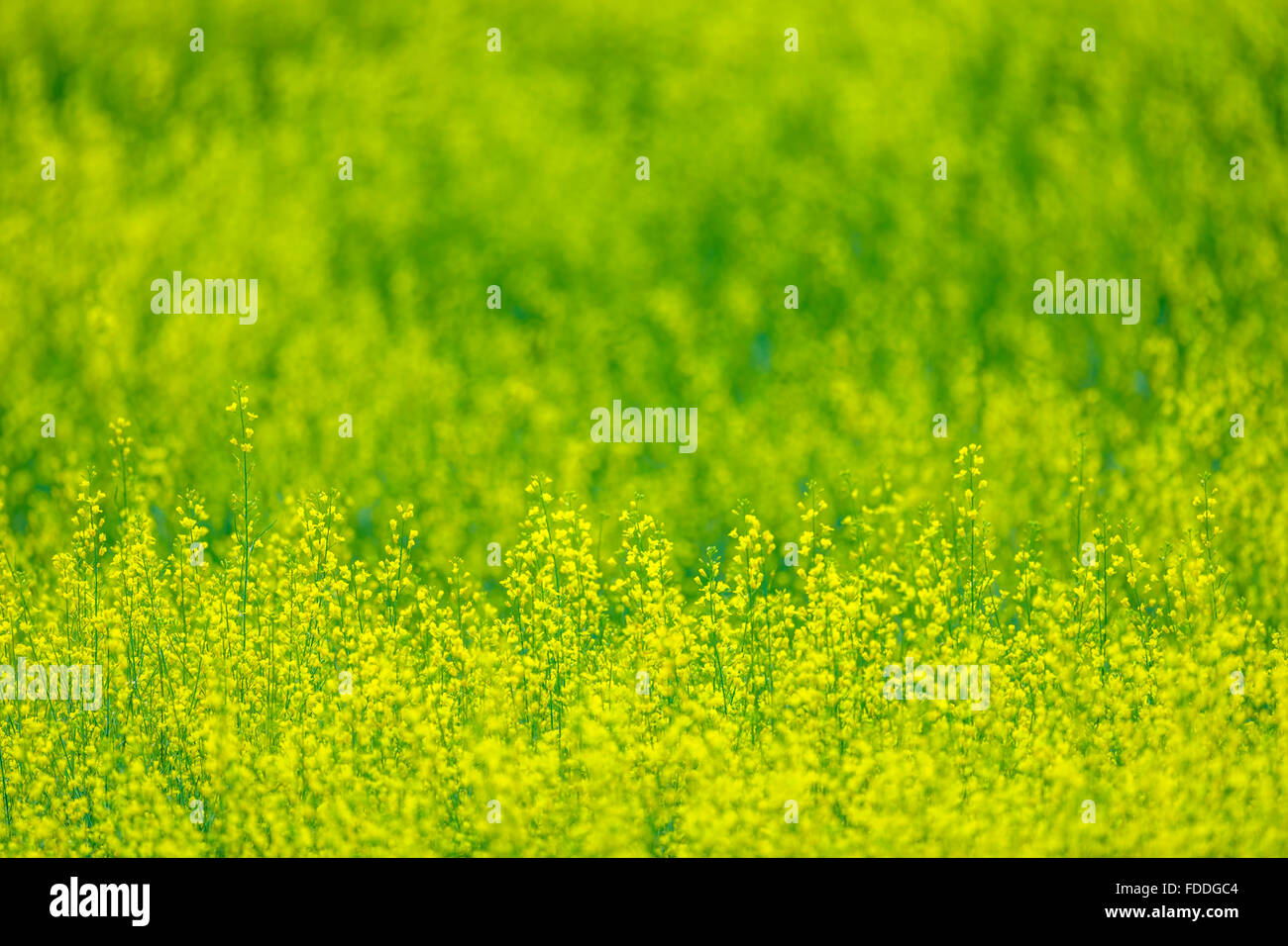 Provinz Alberta Canada Raps Landwirtschaft Stockfoto