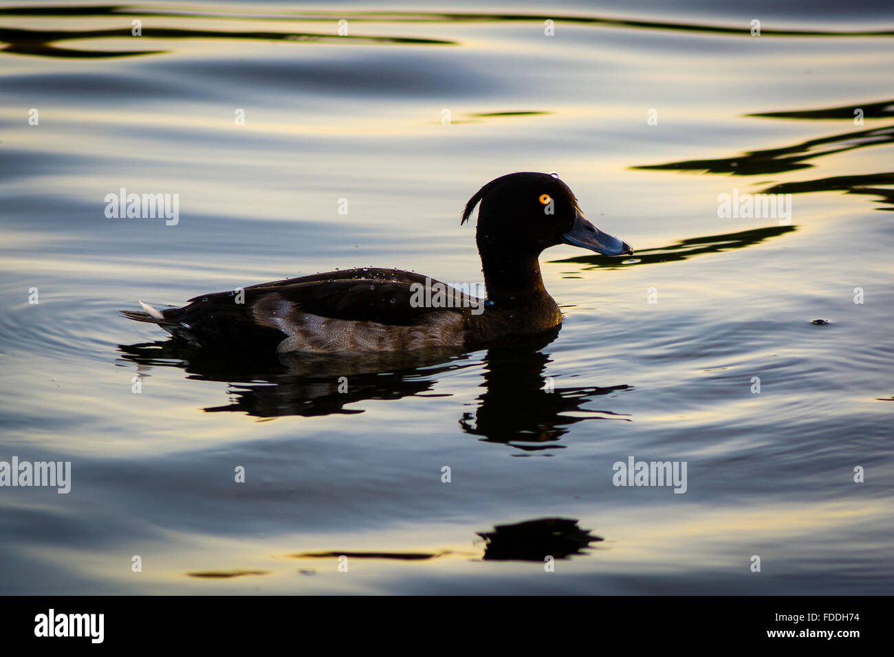 Reiherenten (Aythya Fuligula). Eine kleine Tauchenten im Schwimmen an einem See im Zentrum von London Stockfoto