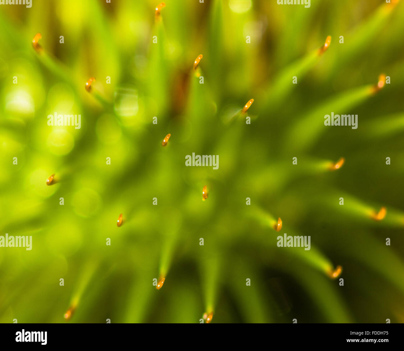 Klette (Arctium Lappa) detaillierter von Saatgut Kopf. Eine Extreme Nahaufnahme zeigt Haken auf Grate einer gemeinsamen Anlage Stockfoto