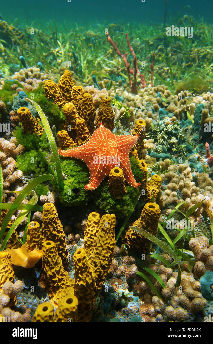 Kissen-Seestern unter Wasser auf dem Meeresboden mit Schwämmen, Algen und Korallen, Karibik Stockfoto