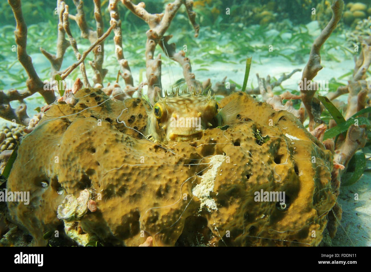 Unterwasser Meerestiere, gezügelt Burrfish Chilomycterus Antennatus, versteckt auf einem Schwamm, Karibik Stockfoto