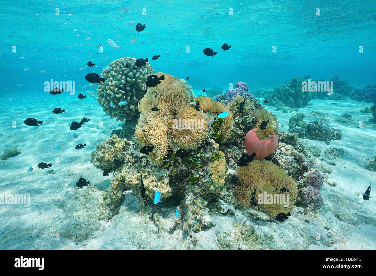 Unterwasser Meerestiere, Fische mit Seeanemonen und Korallen, Lagune von Huahine, Pazifik, Französisch-Polynesien Stockfoto