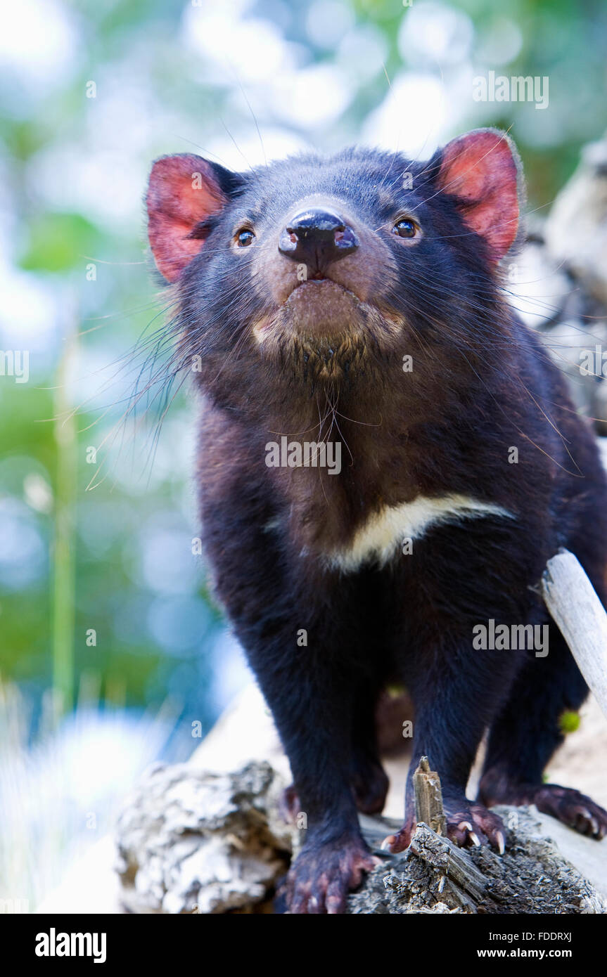 Porträt eines Tasmanischen Teufels. Aufnahme in Tasmanien Australien Stockfoto