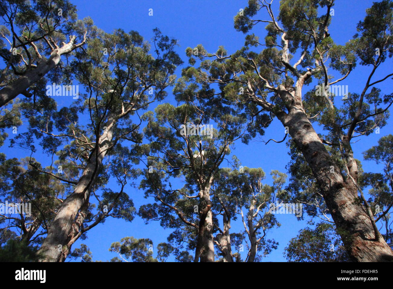 australische Bäume Stockfoto