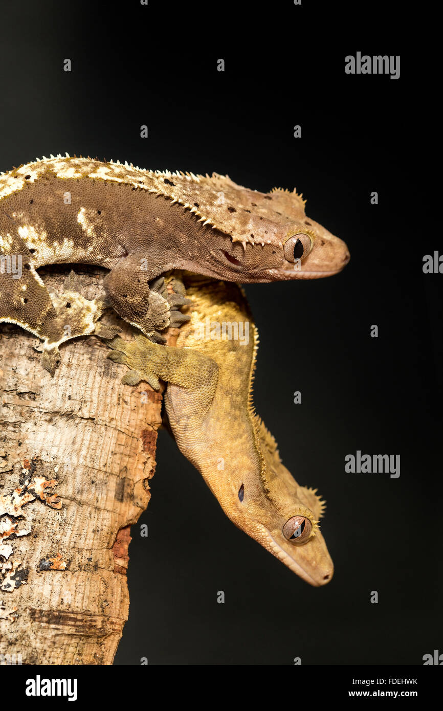 Paar neue Caledonian crested Gecko, Rhacodactylus Ciliatus, kopfüber in einen Baumstamm Stockfoto