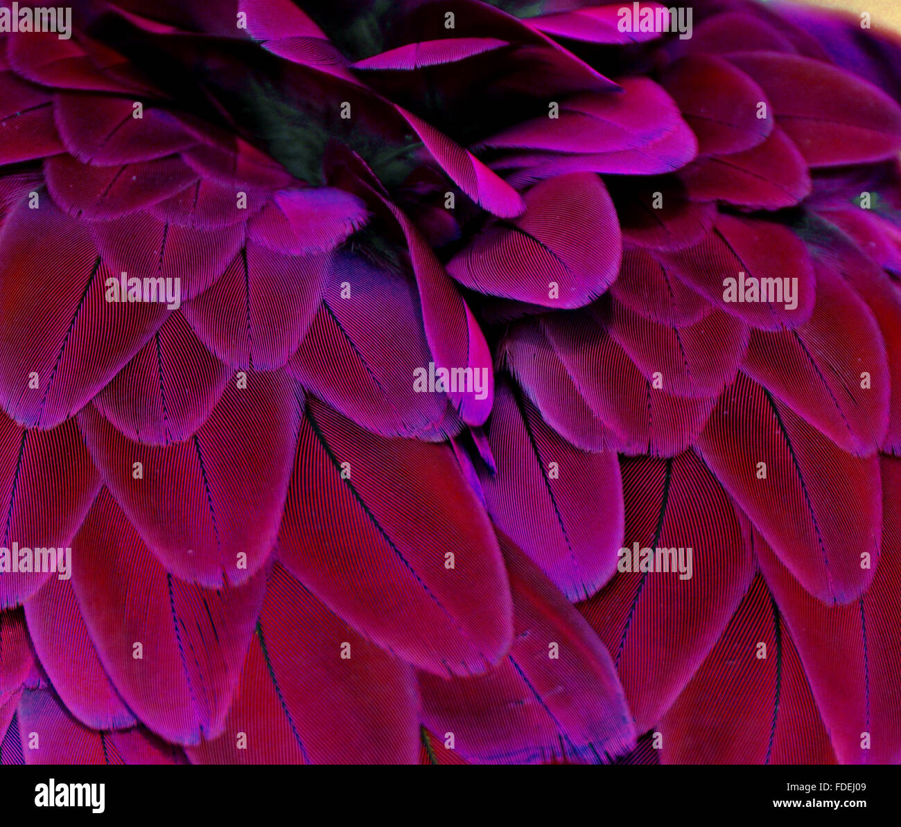 Lila und rosa Vogelfedern aus eine Ara Papagei Stockfoto