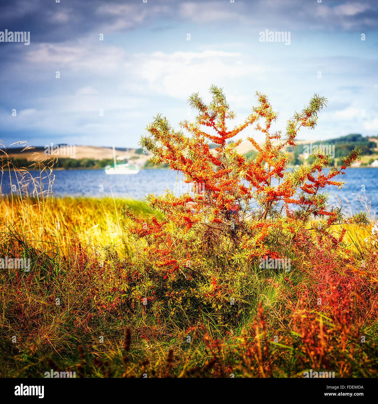 Meer-Sanddorn-Baum. Küstenlandschaft der Ostsee. Schönheit in der Natur Stockfoto