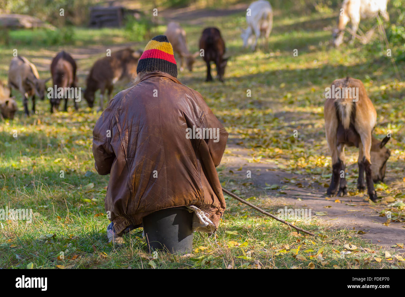 Dnepropetrovsk, Ukraine - 18. Oktober 2015:Senior Frau ruhen, während die Hirten ihre Ziegen in einem Stadtpark im Herbst-Saison Stockfoto