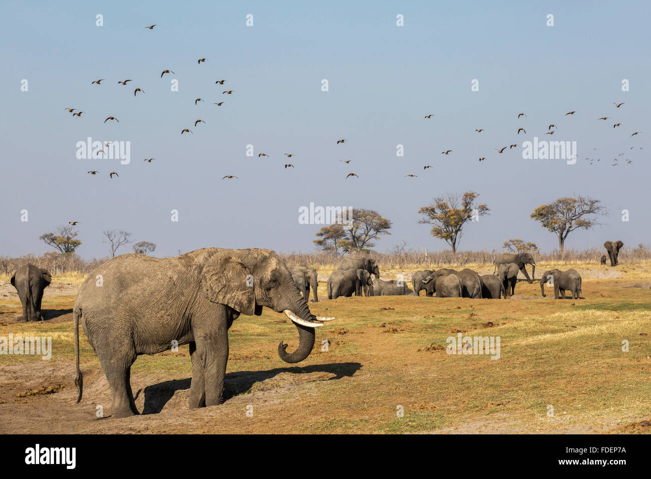Szenische Ansicht die Aktivität um eine natürliche Quelle in der östlichen Kalahari mit Elefanten trinken und Sandgrouse fliegen Stockfoto