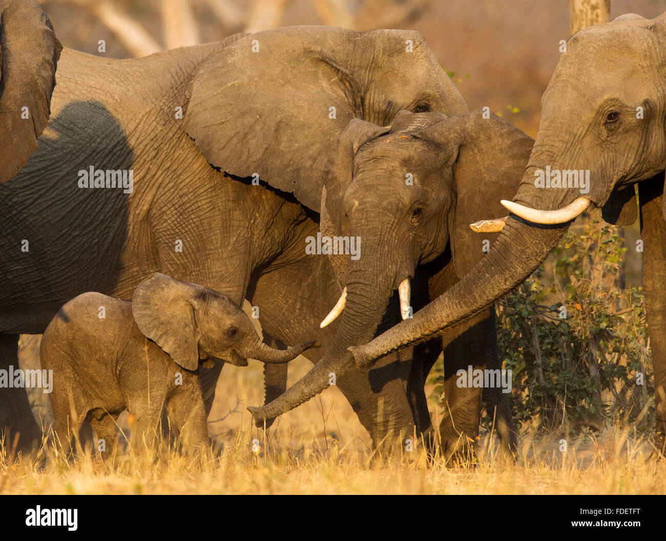 Zwei weibliche afrikanische Elefant nähert sich ein junges Kalb mit Trunks ausgestreckt, um das Kalb zu riechen Stockfoto