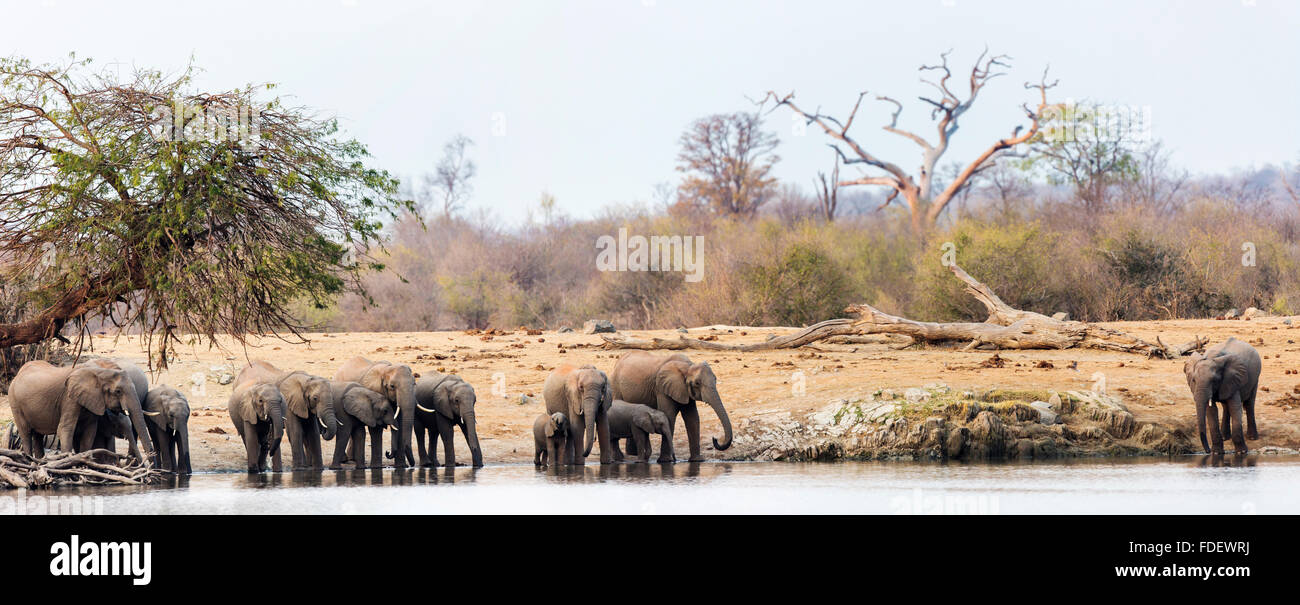 Im Weitwinkel eine Herde Elefanten trinken vom Rand eines Staudamms in Hwange Stockfoto