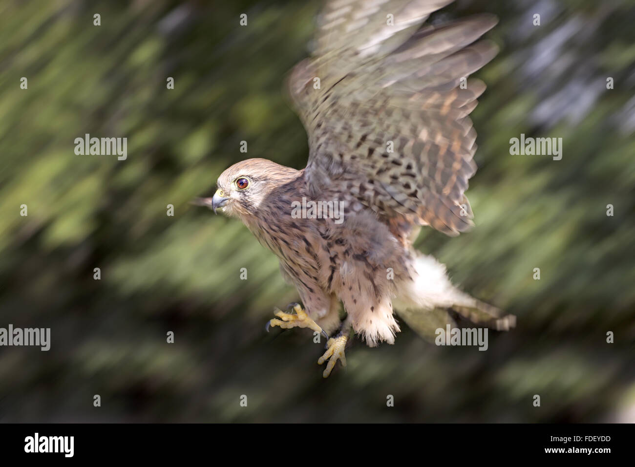 British Kestrel, aufsteigend nach Beute in voller Länge.  (23 von 33) Stockfoto