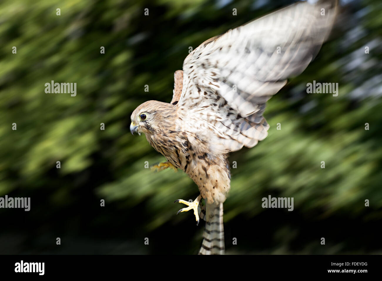 British Kestrel, aufsteigend nach Beute in voller Länge.  (21 von 33) Stockfoto