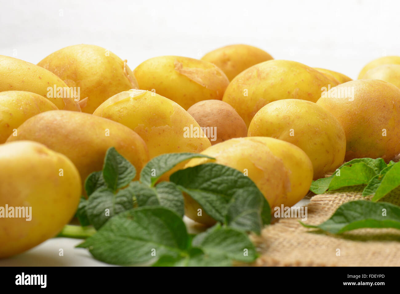 Nahaufnahme von Babykartoffeln mit Blättern Stockfoto