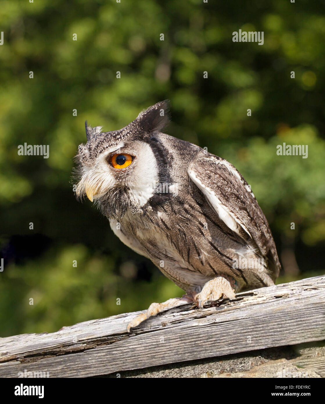 Weißen konfrontiert Zwergohreule Eule auf hölzernen Felsvorsprung. (1 von 33 Bilder) Stockfoto
