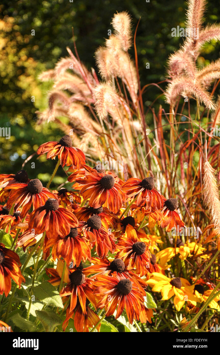 Echinacea: Orangefarbenen Kegel Blumen Stockfoto