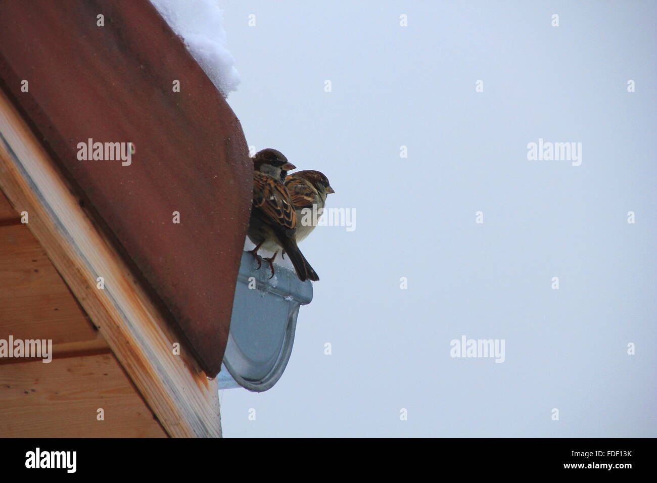 Spatzen sitzen auf dem Balkon Stockfoto