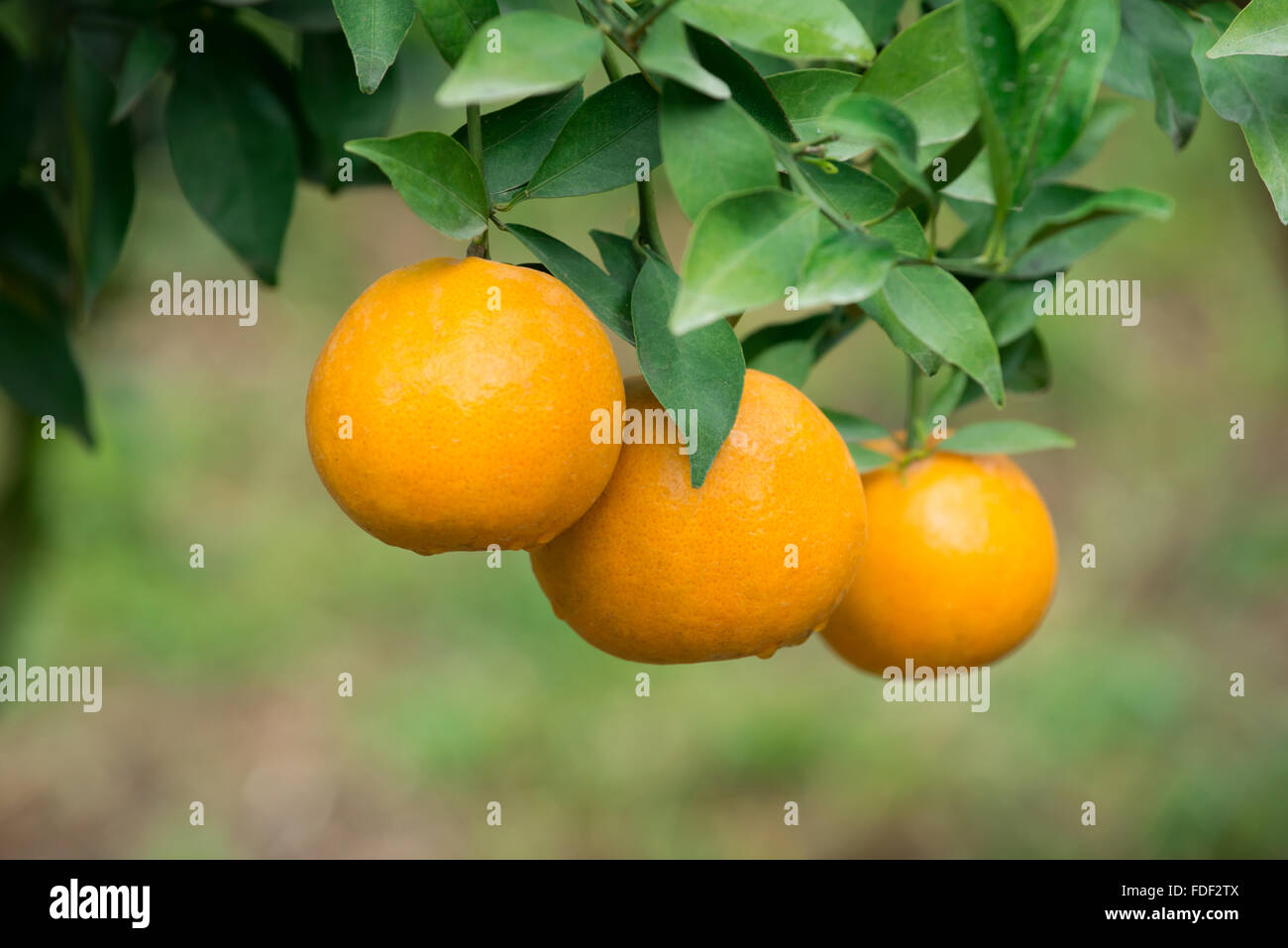 frische orange hängen am Baum Stockfoto