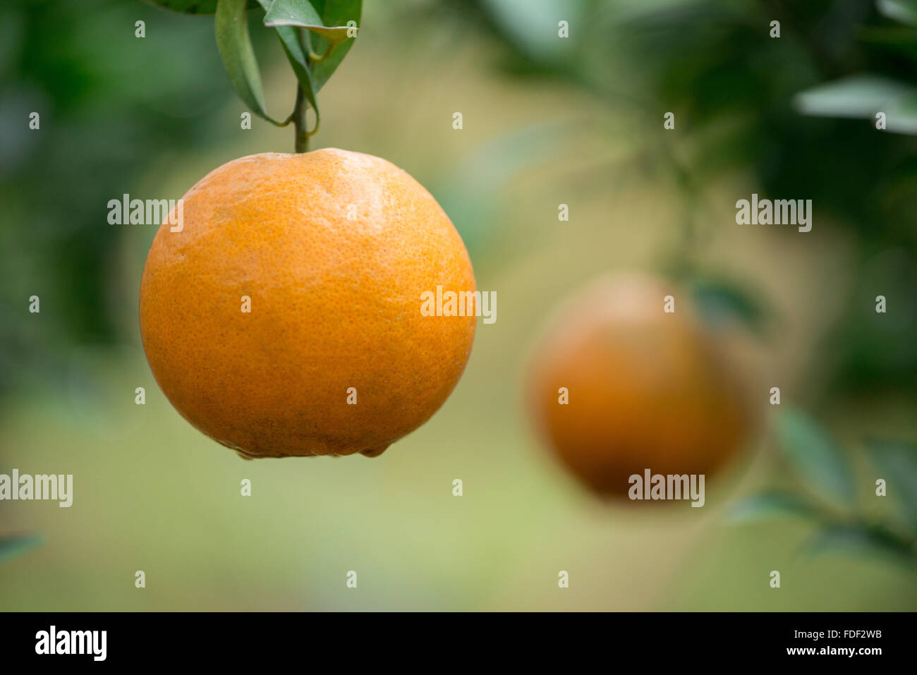 frische orange hängen am Baum Stockfoto