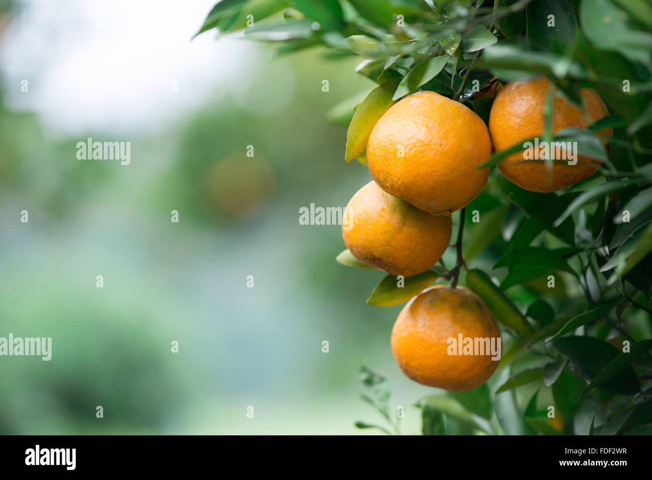 frische orange hängen am Baum Stockfoto