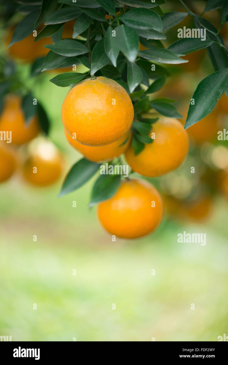 frische orange hängen am Baum Stockfoto