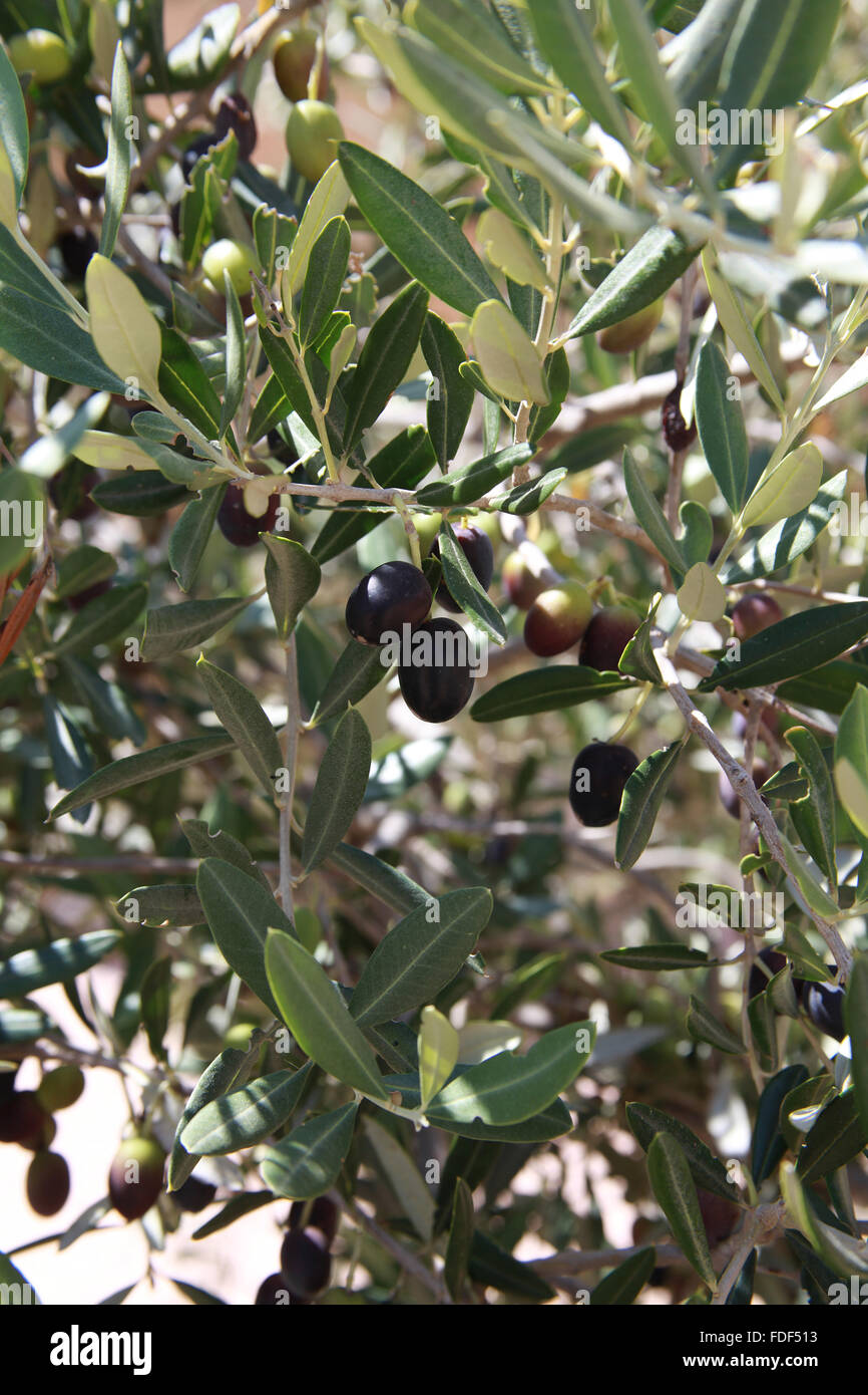 Schwarze und grüne Oliven auf dem Baum Stockfoto