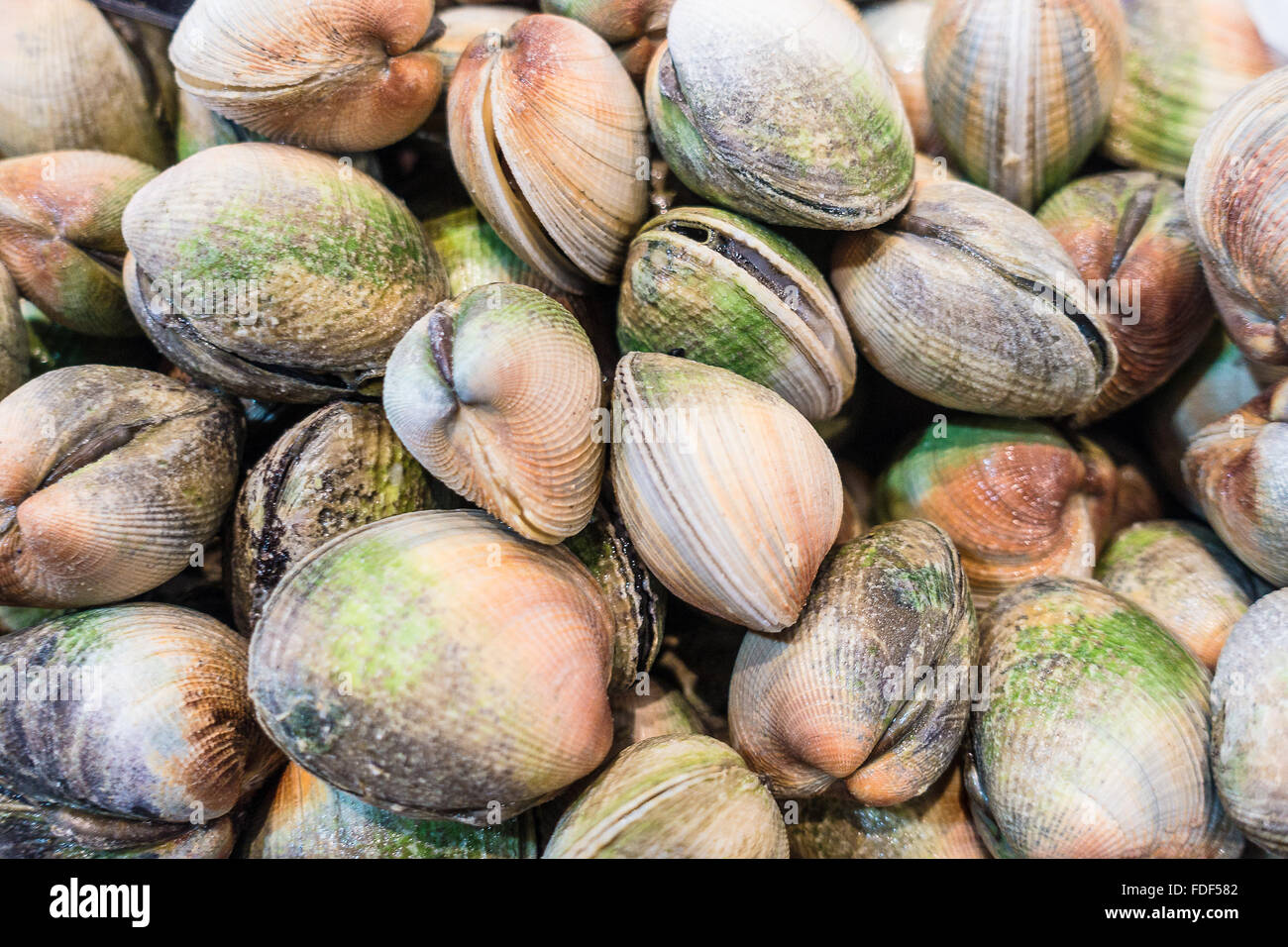 Frische Muscheln auf einem Markt Stockfoto