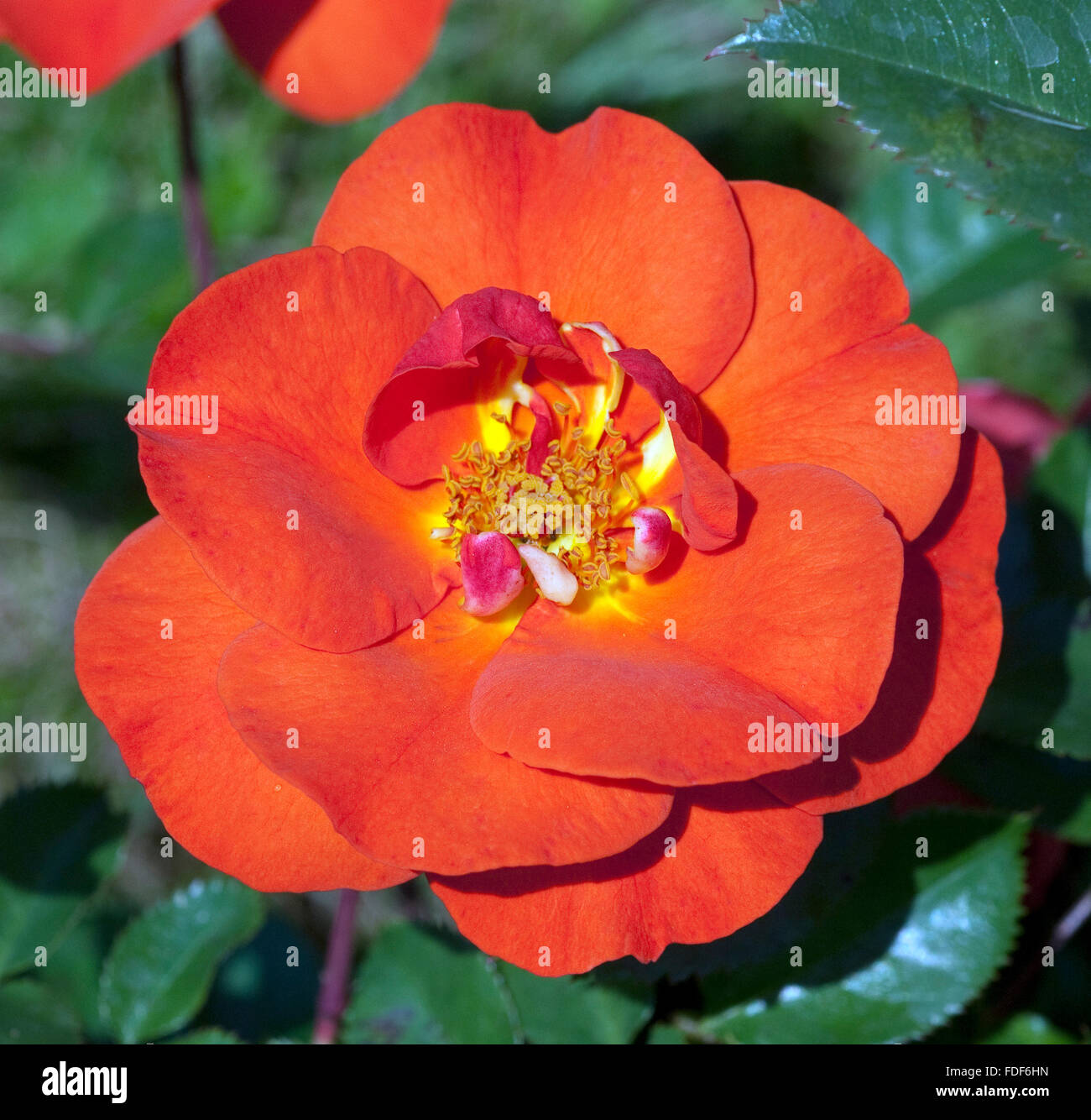 Edelrose, Westpoint Stockfoto