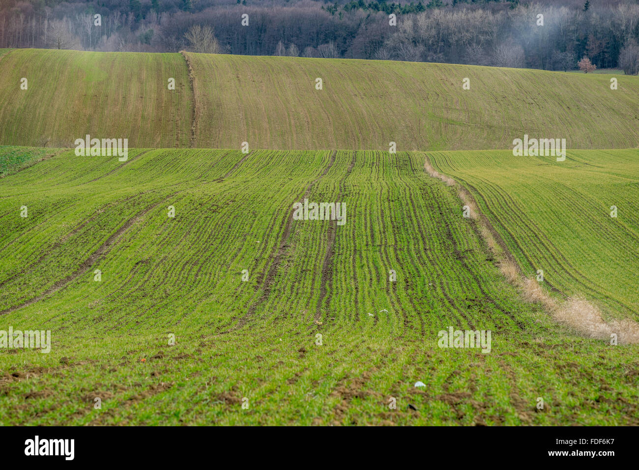 Hügelige Felder des Winterweizens drahtige Dorf niedriger Schlesien Stockfoto