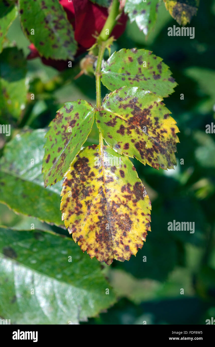 Phragmidium mucronatum Fotos und Bildmaterial in hoher Auflösung Alamy