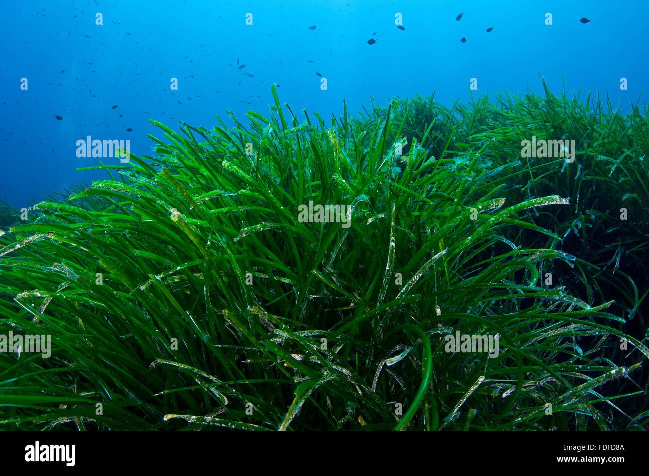 Unterwasserszene von neptun Seegras (Posidonia oceanica) Wiesen im Naturpark Ses Salines (Formentera, Balearen, Mittelmeer, Spanien) Stockfoto