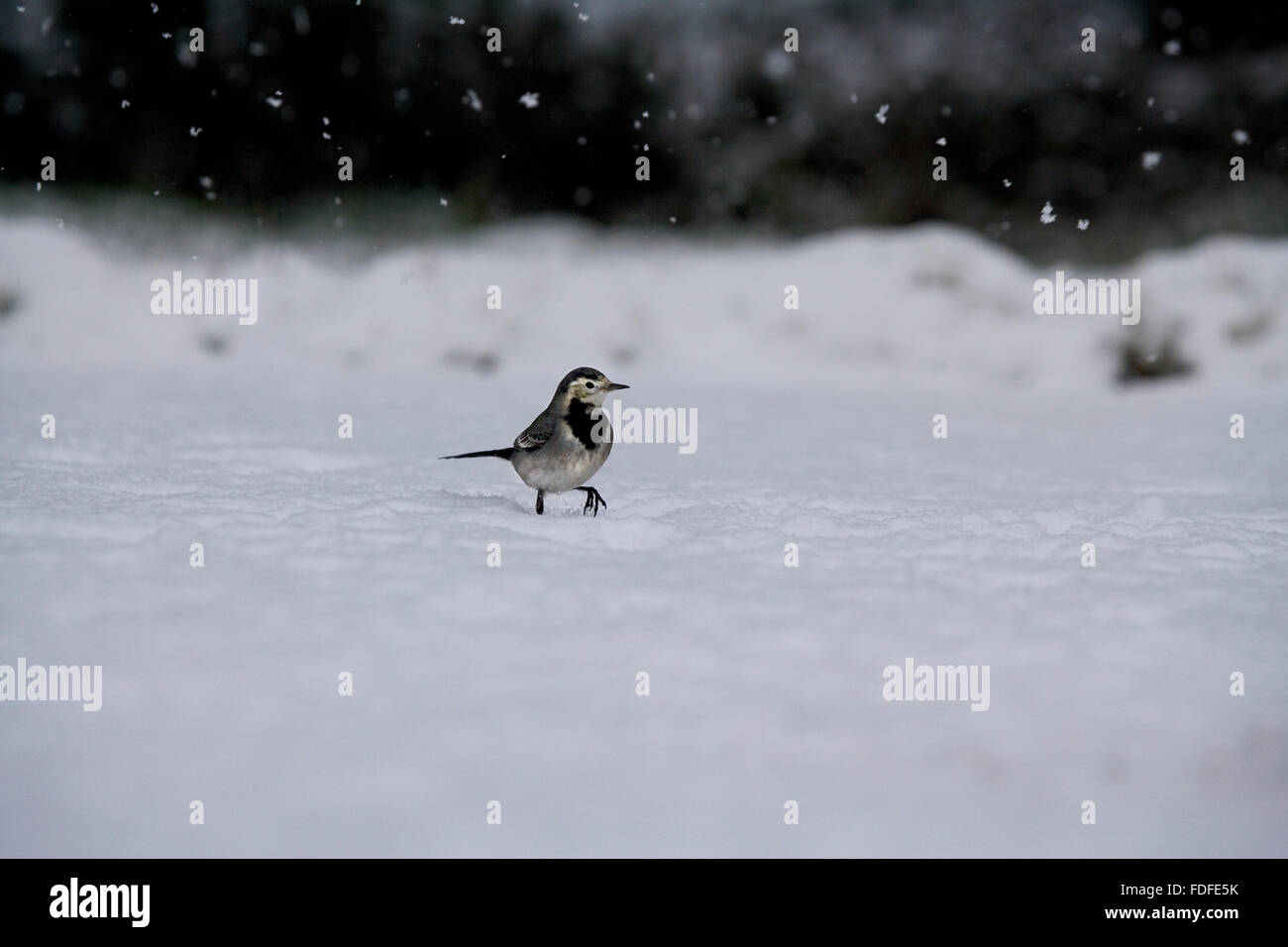 Trauerschnäpper Bachstelze (Motacilla Alba) zu Fuß auf Schnee bedeckt Teich in starkem Schneefall, Bentley, Suffolk, Januar 2010 Stockfoto