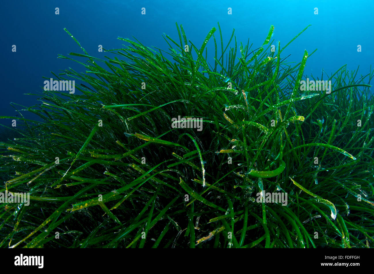 Neptun-Seegras (Posidonia oceanica) Blätter im Naturpark Ses Salines (Formentera, Balearen, Mittelmeer, Spanien) Stockfoto