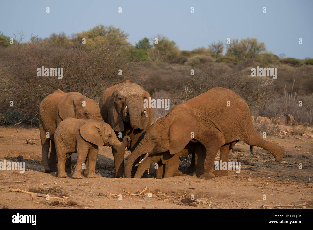 Afrikanischer Elefant (Loxodonta Africana) Herde trinken an einer Wasserstelle, Madikwe Game Reserve, Nord-West, Südafrika Stockfoto