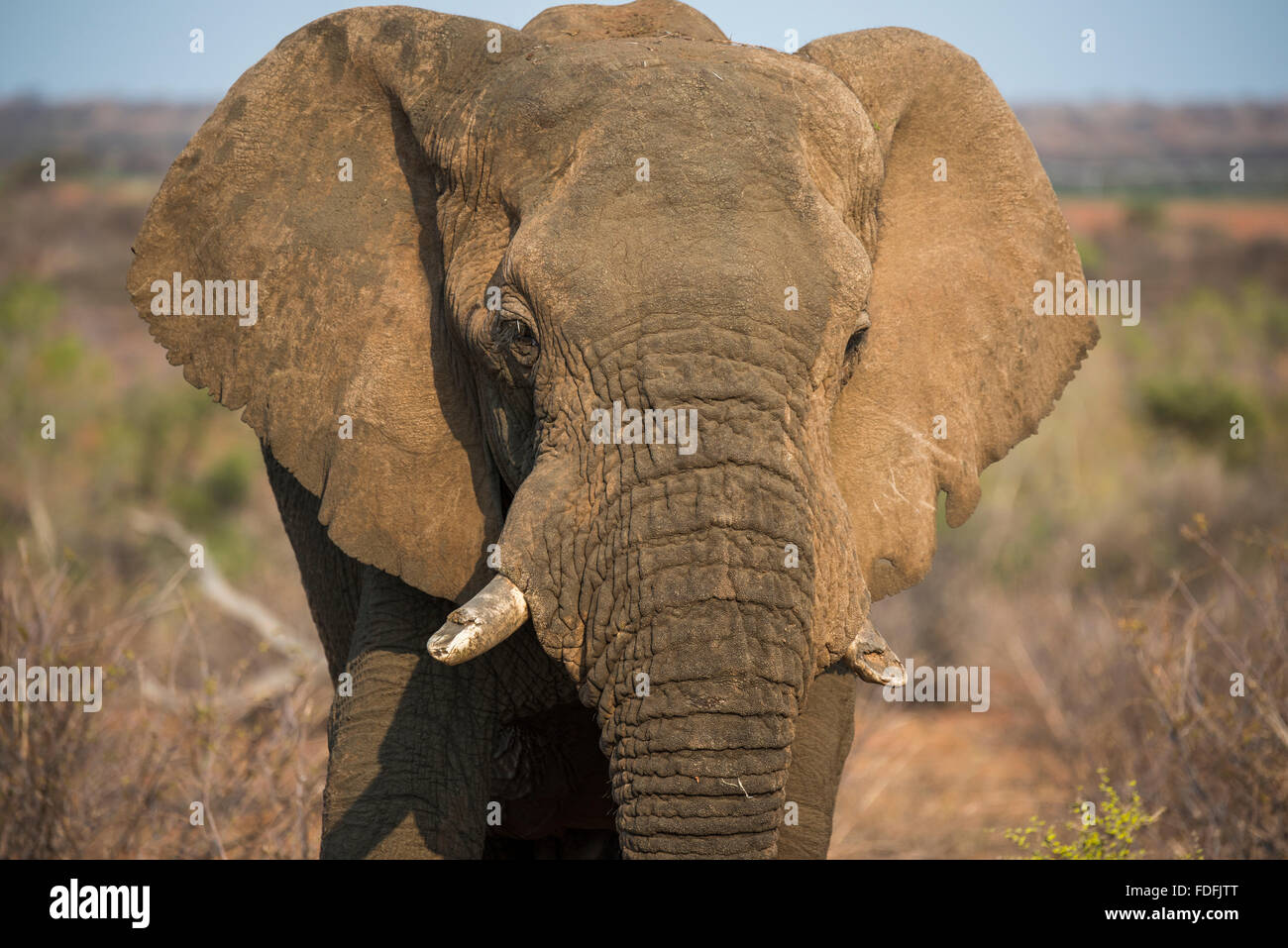 Afrikanischer Elefant (Loxodonta Africana), Madikwe Game Reserve, Nord-West, South Africa, Südafrika Stockfoto