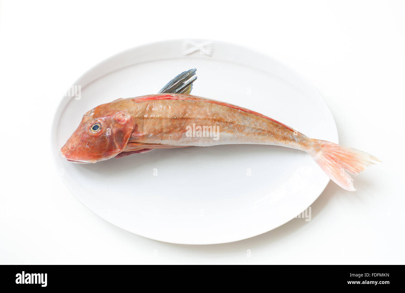 Tub Gurnard roher Fisch auf weißen Teller Stockfoto