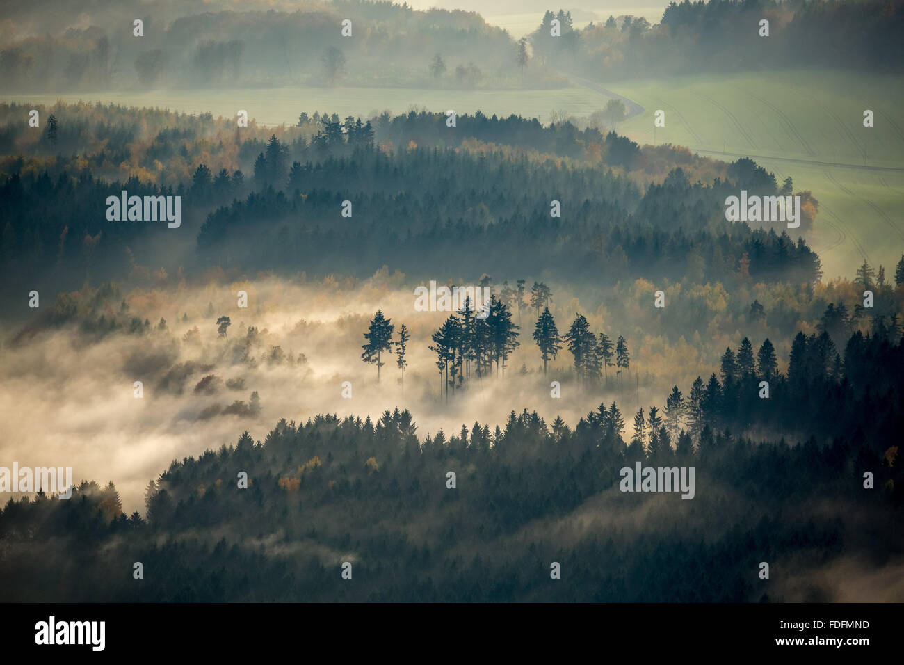 Wald im dichten Nebel in Nastätten Im Taunus, Rheinland-Pfalz, Deutschland Stockfoto