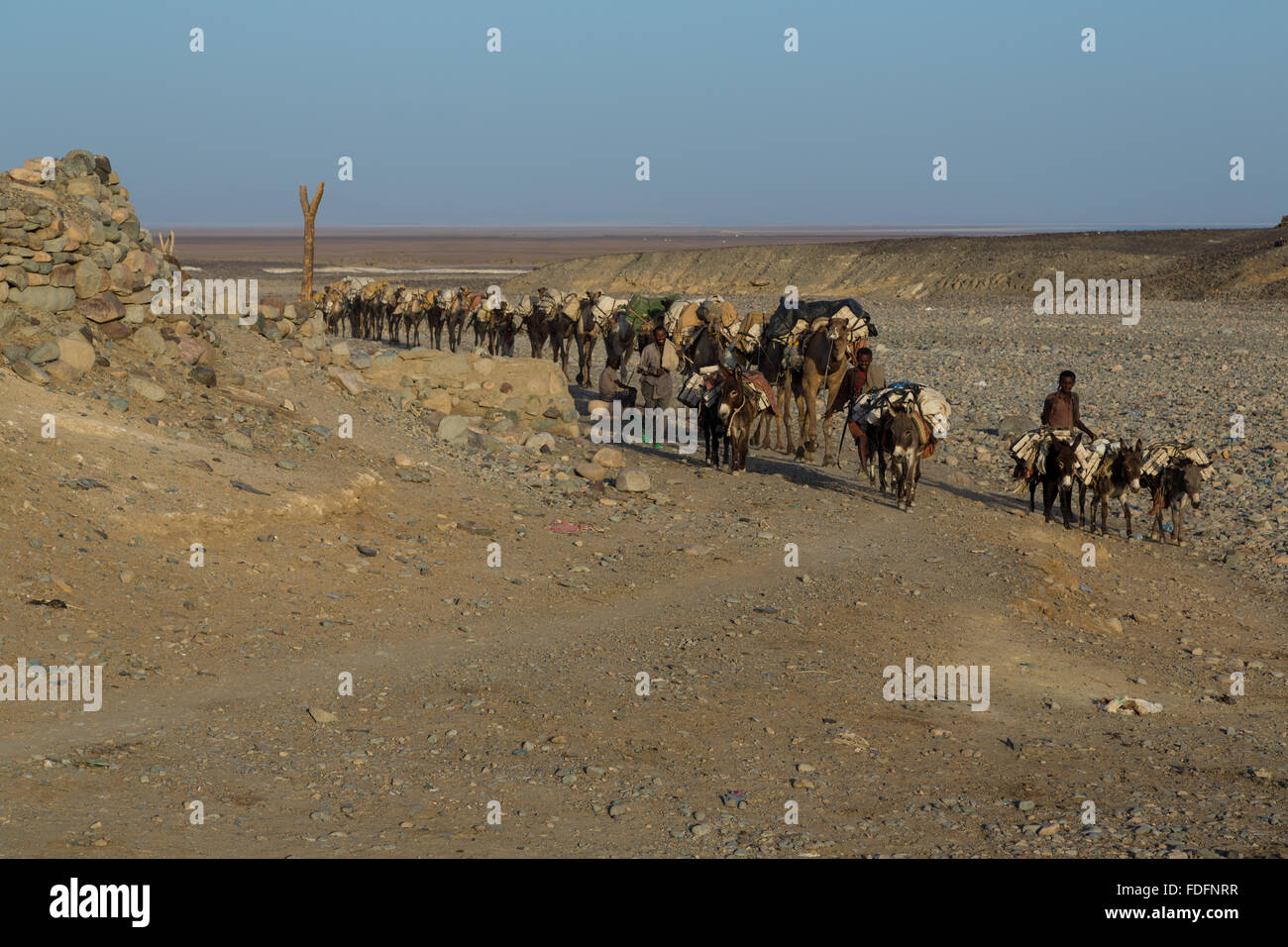 Entsteht ein Kamel Zug mit handgeschliffenen Platten von Salz aus den Salinen am Dallol, Äthiopien Stockfoto
