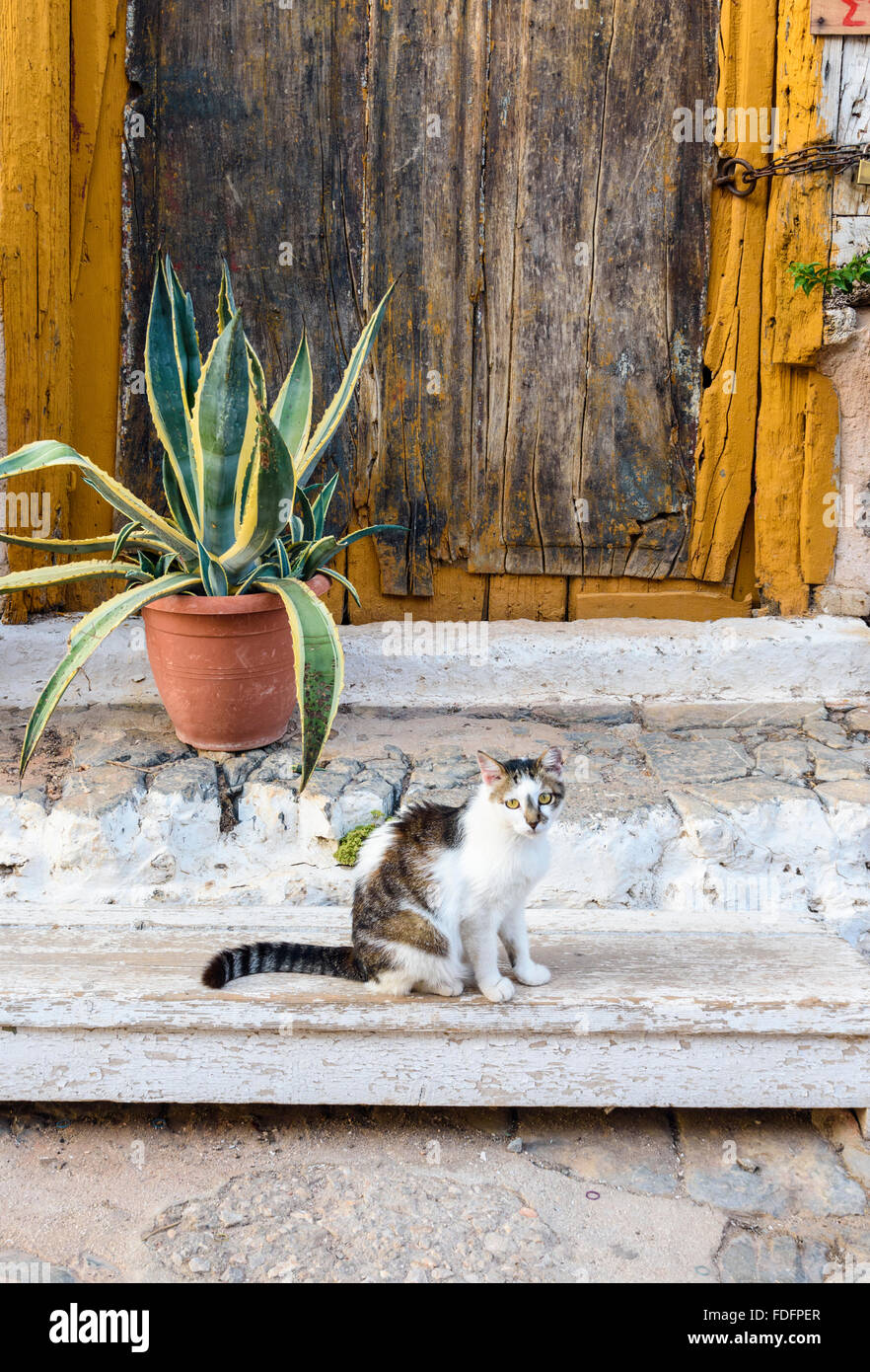 Katze auf einer Stufe, Hydra-Insel, Griechenland Stockfoto