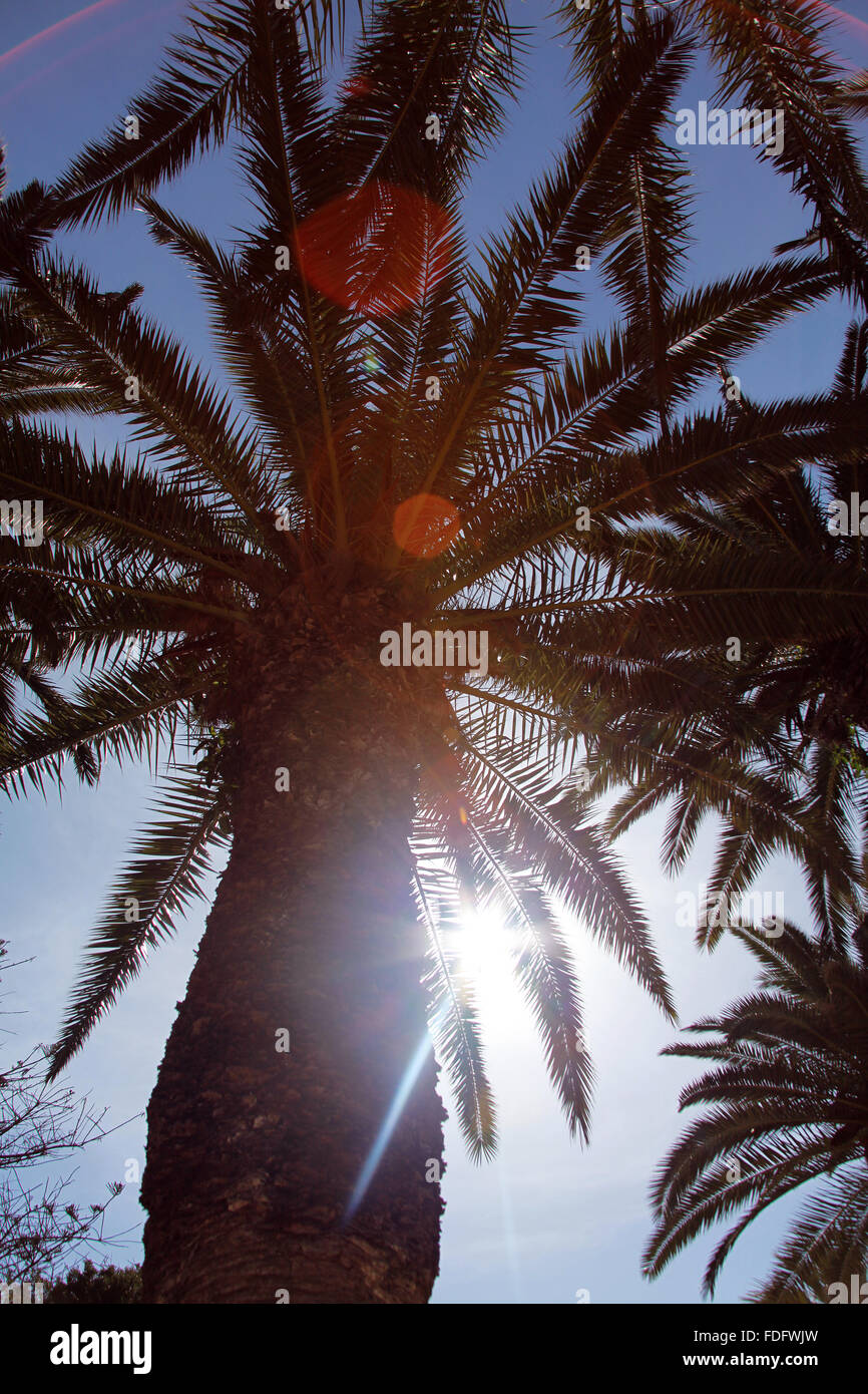 Sonnenstrahlen durch Palmen Stockfoto